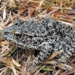 Argument preview: Justices to consider critical-habitat designation for endangered frog