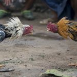 Cockfighting in Puerto Rico and trade-dress protections for snack foods
