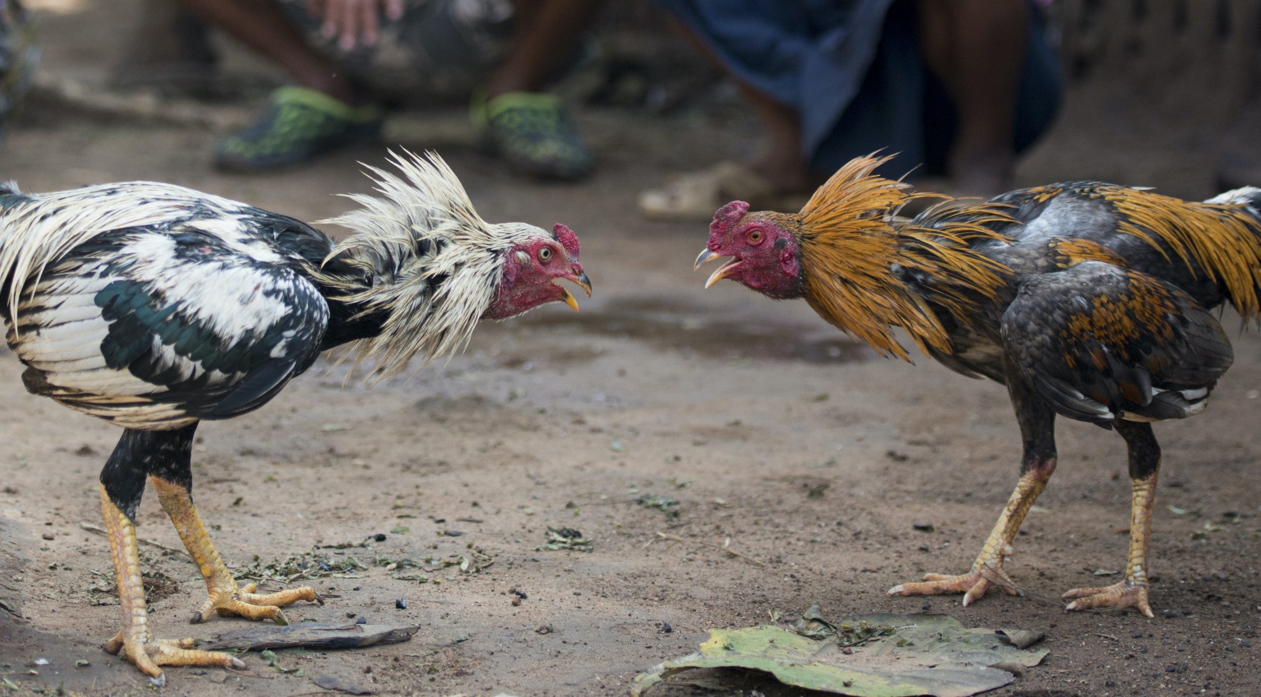 two roosters facing each other on dirt ground