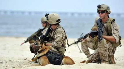 Three navy SEALs with a K-9 kneel in the sand.