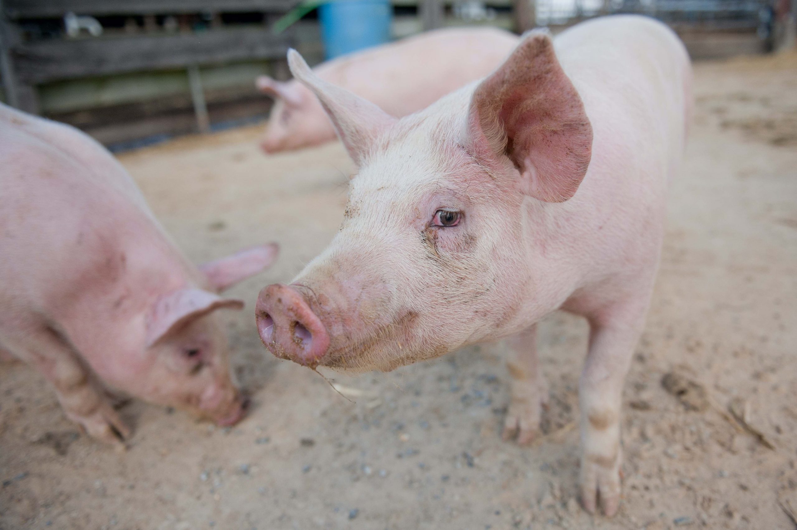 close-up photo of pig in a pen