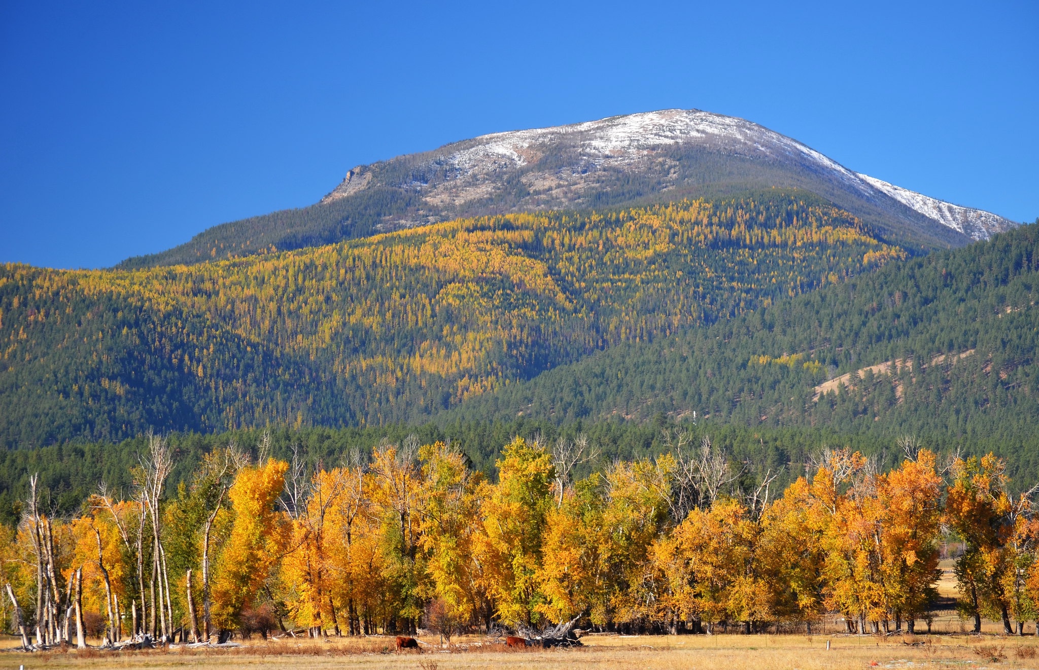 A mountain in fall in Bitterroot National Forest in Montana