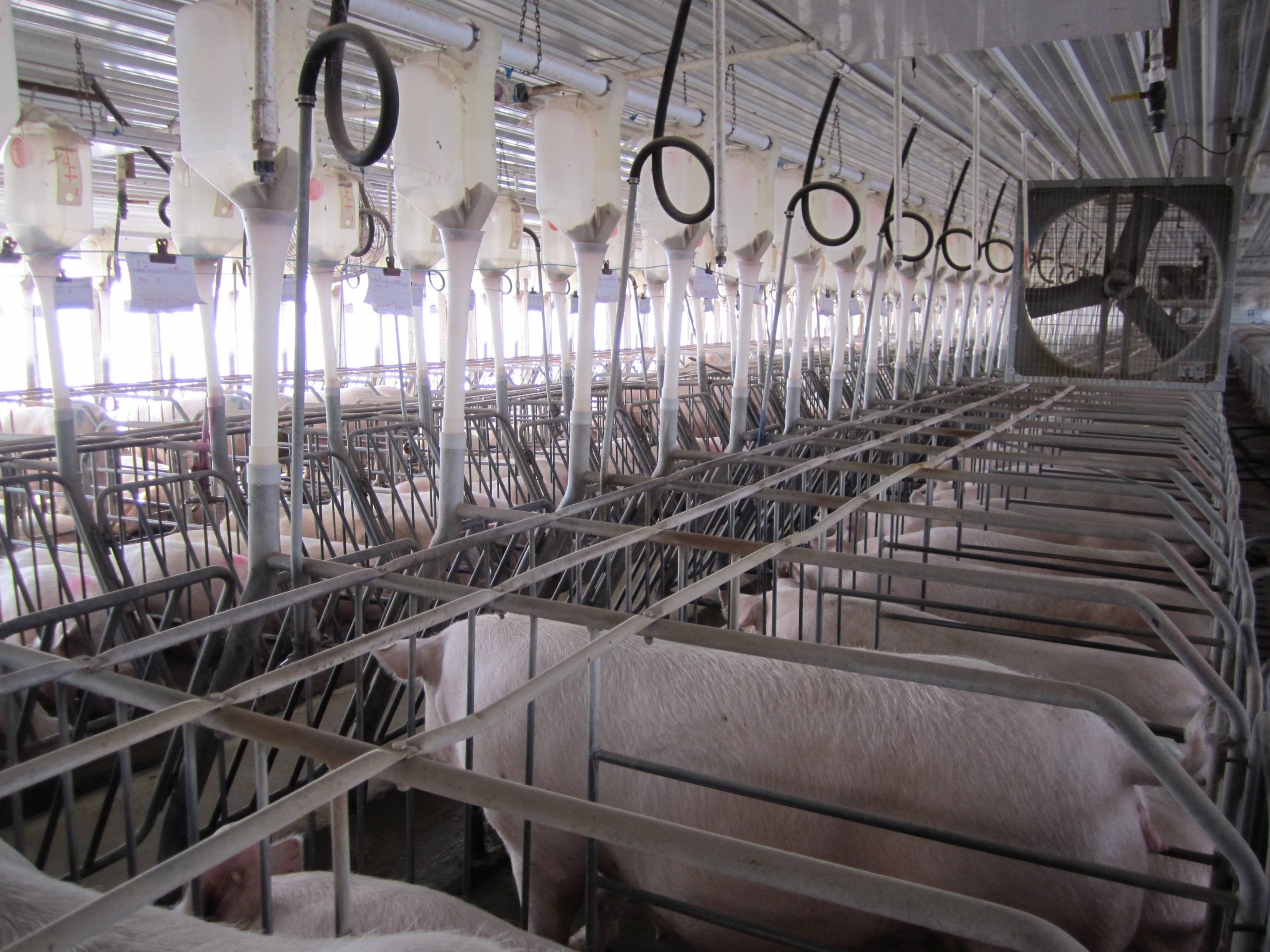 Breeding pigs in tight pens inside a pork plant