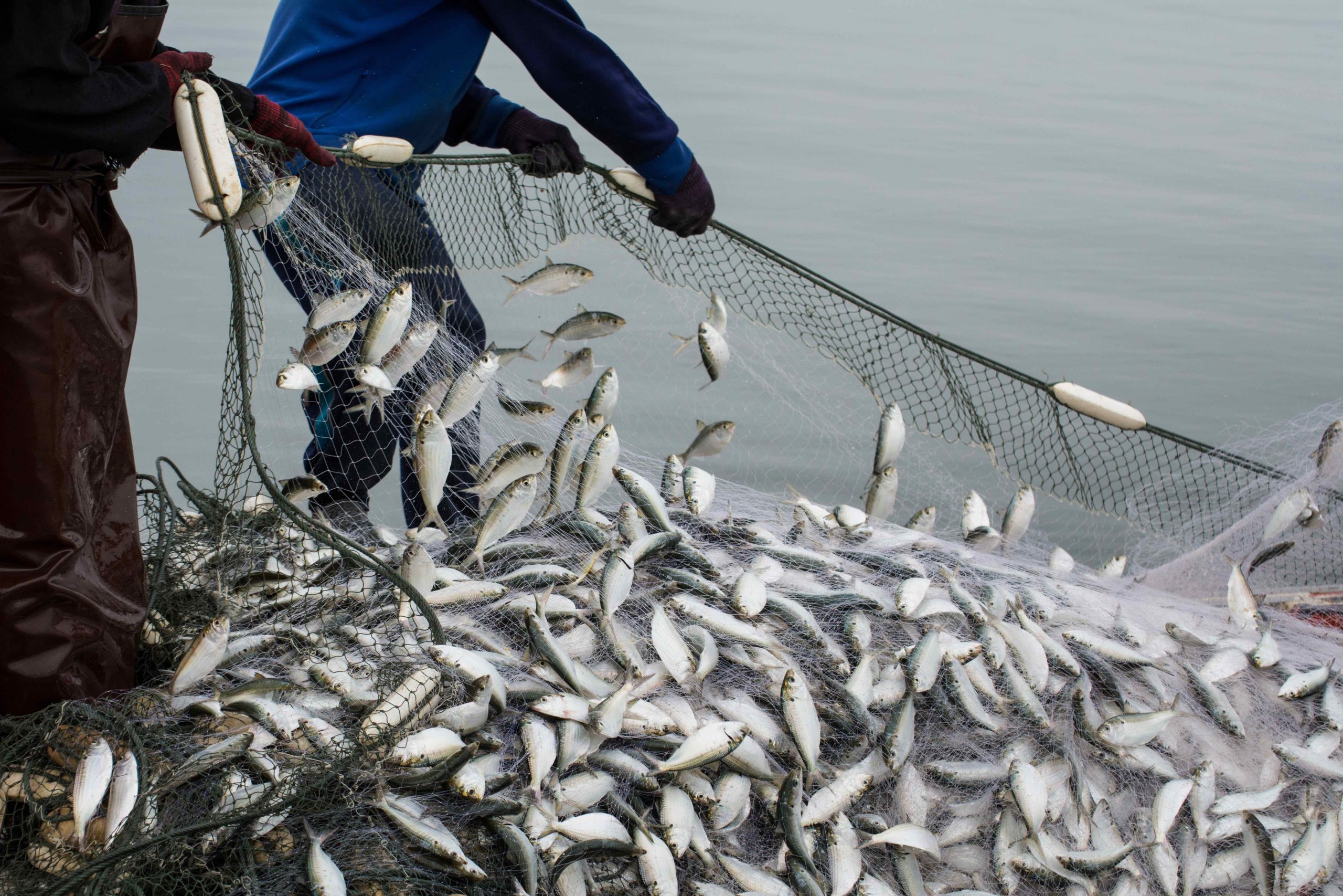 Two people pulling a net of fish from the water.