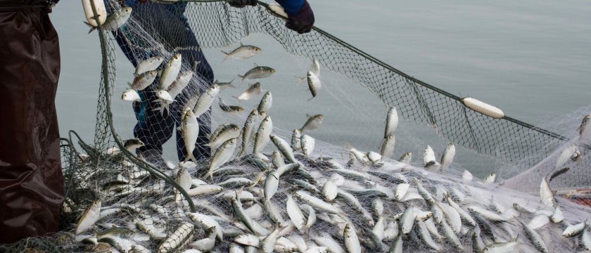 Fishery