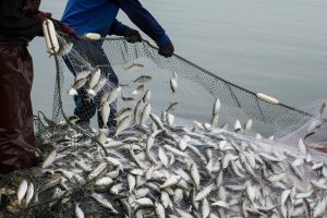 Fishery